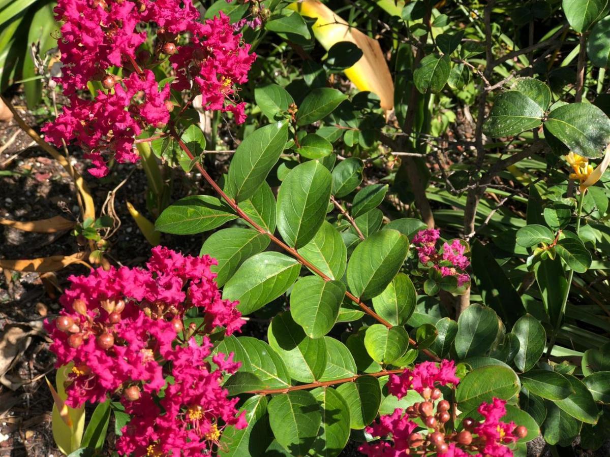 מיאמי Private And Secluded Studio In Little Havana - 6V מראה חיצוני תמונה